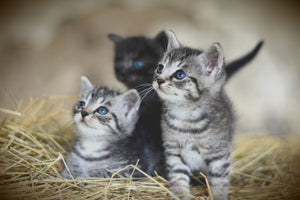 3-piece-aluminium-print-kitten-trio