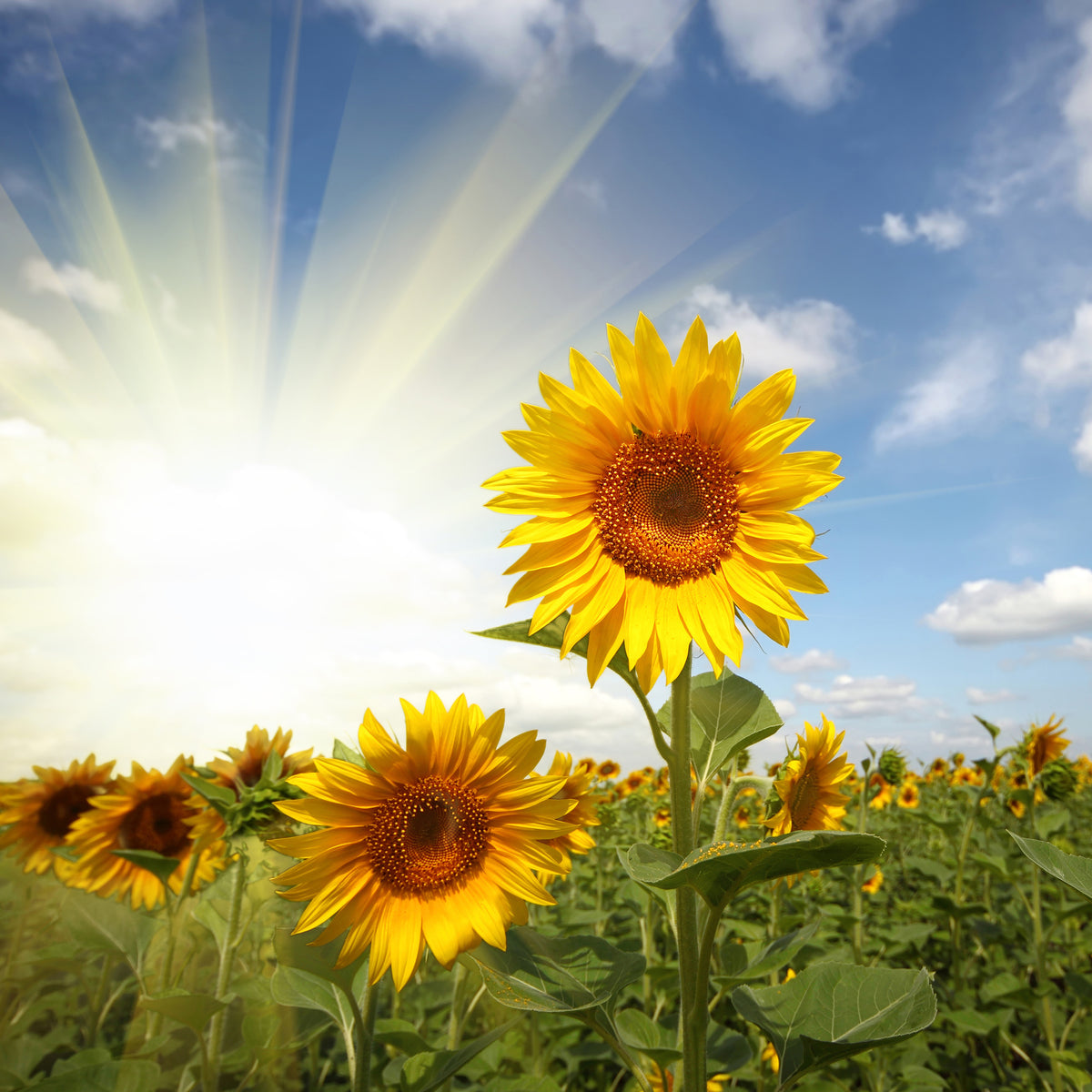 canvas-print-sunflower-in-sunlight