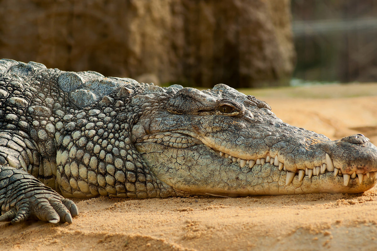 acrylic-print-the-nile-crocodile