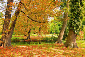 canvas-print-in-the-middle-of-autumn-trees