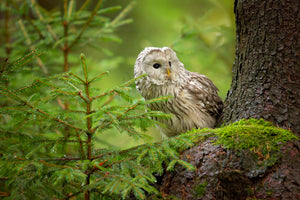 framedcanvas-print-ural-owl-x