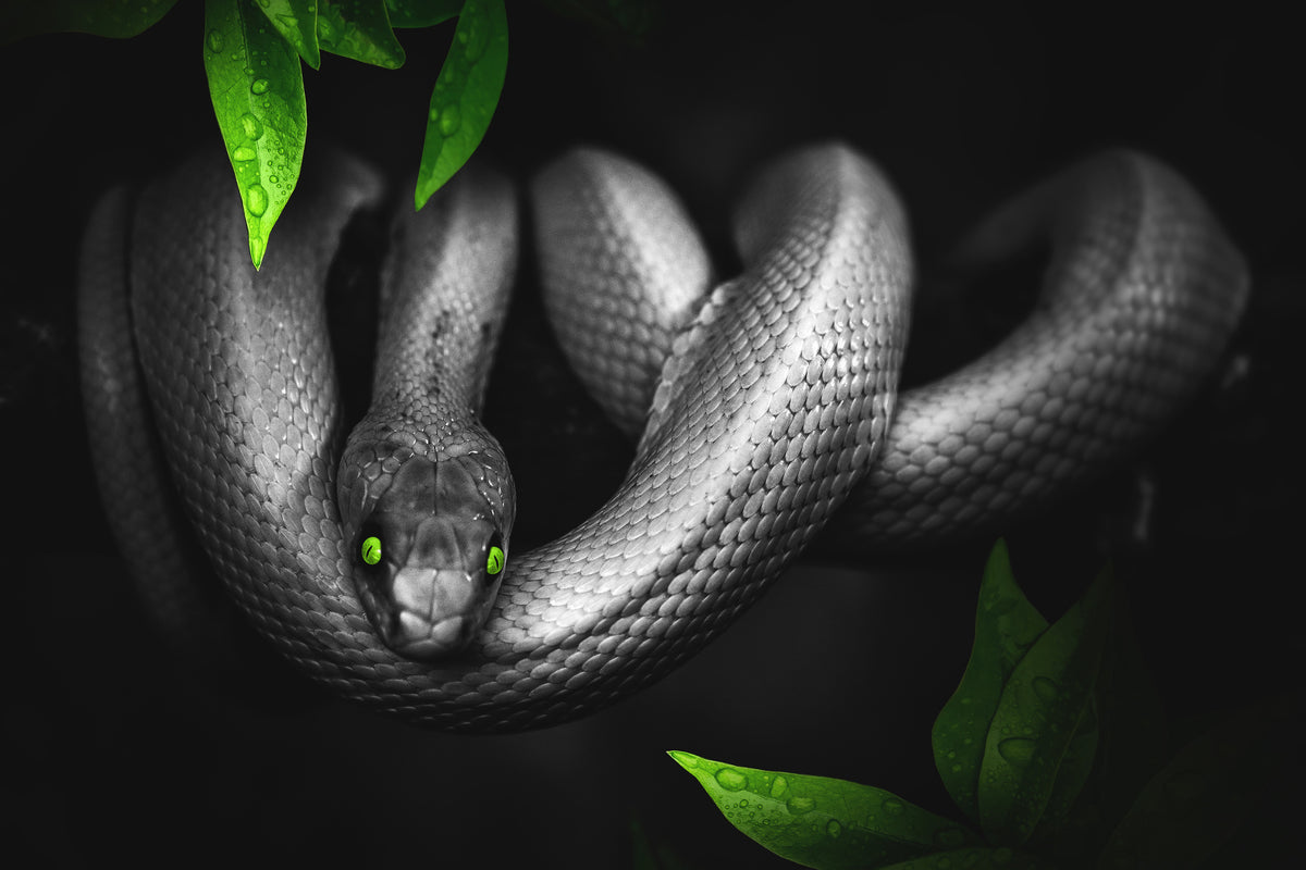 3-piece-aluminium-print-attention-snake