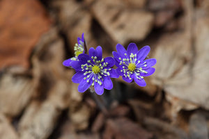 acrylic-print-wildflowers