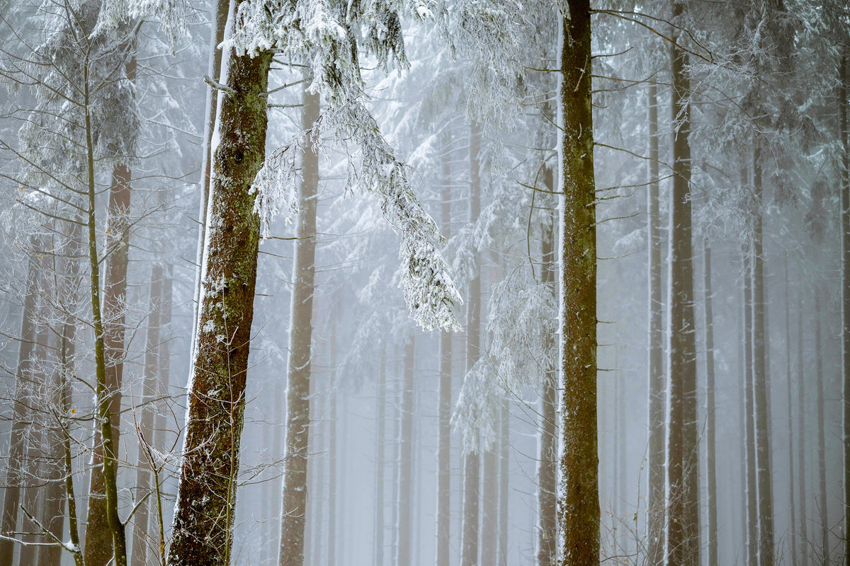 modern-3-piece-aluminium-print-forest-in-winter