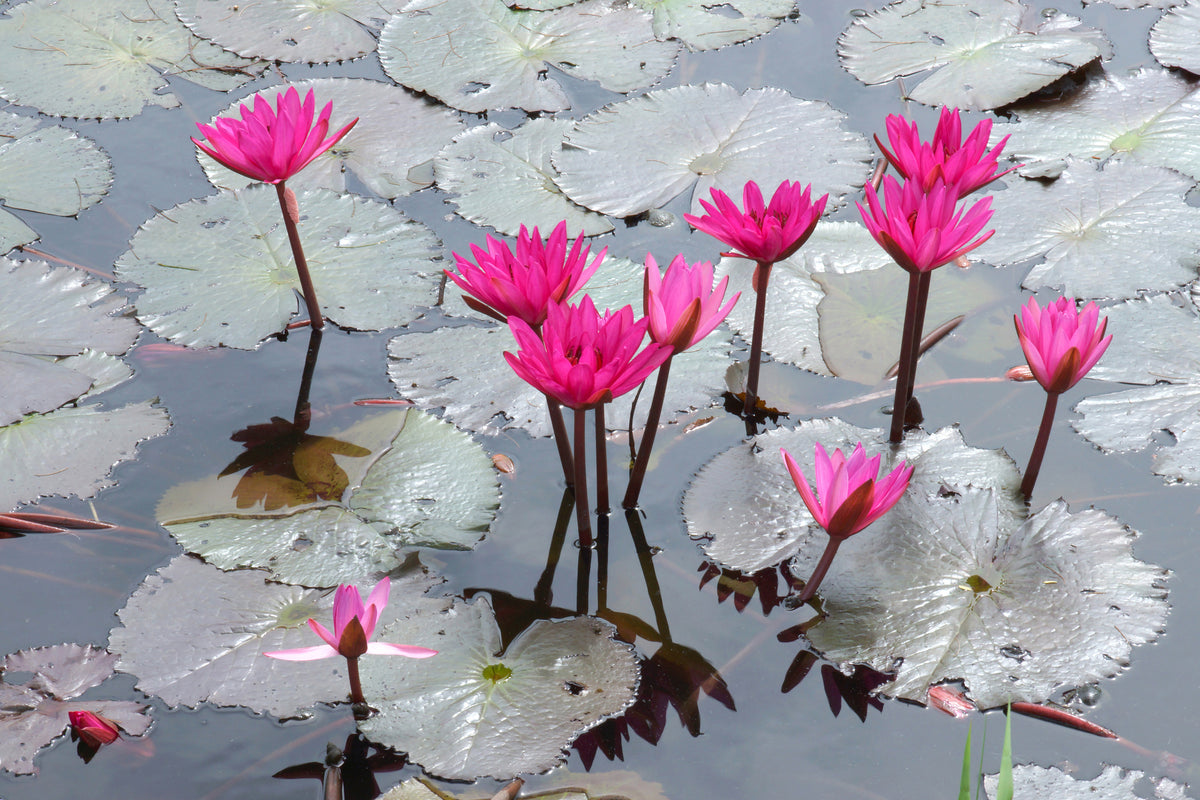 framedcanvas-print-jump-in-the-lily-pond