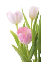 framedcanvas-print-the-tulips-trio