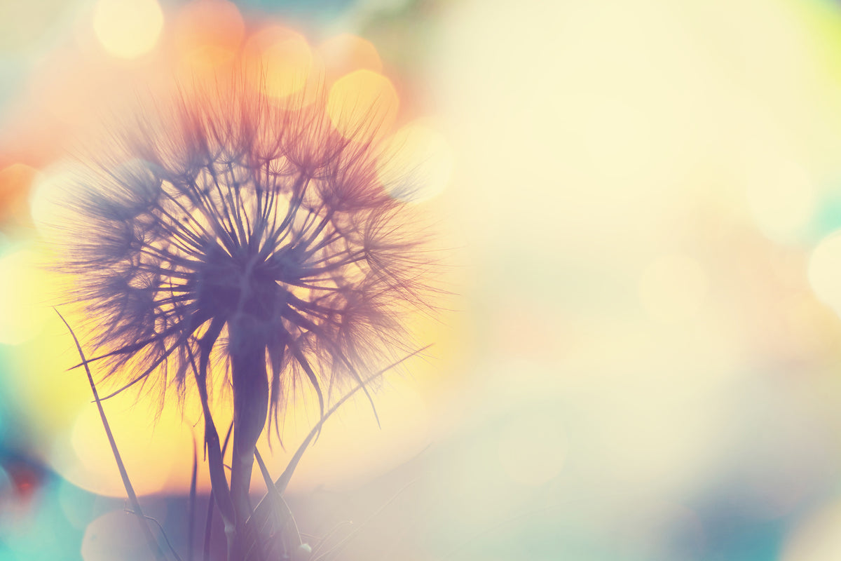 3-piece-canvas-print-the-dandelion-in-the-light