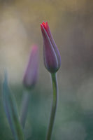 canvas-print-desire-ii