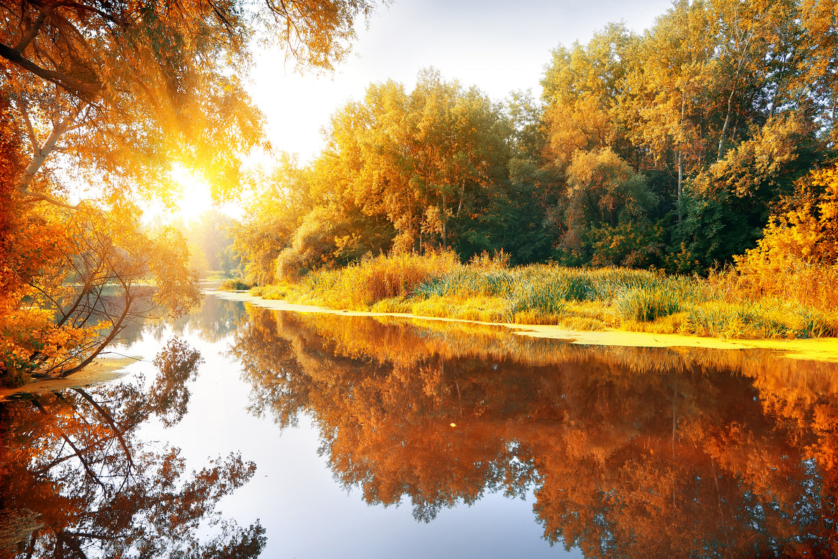 framedcanvas-print-forest-reflection-in-water