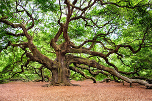 3-piece-canvas-print-the-oak