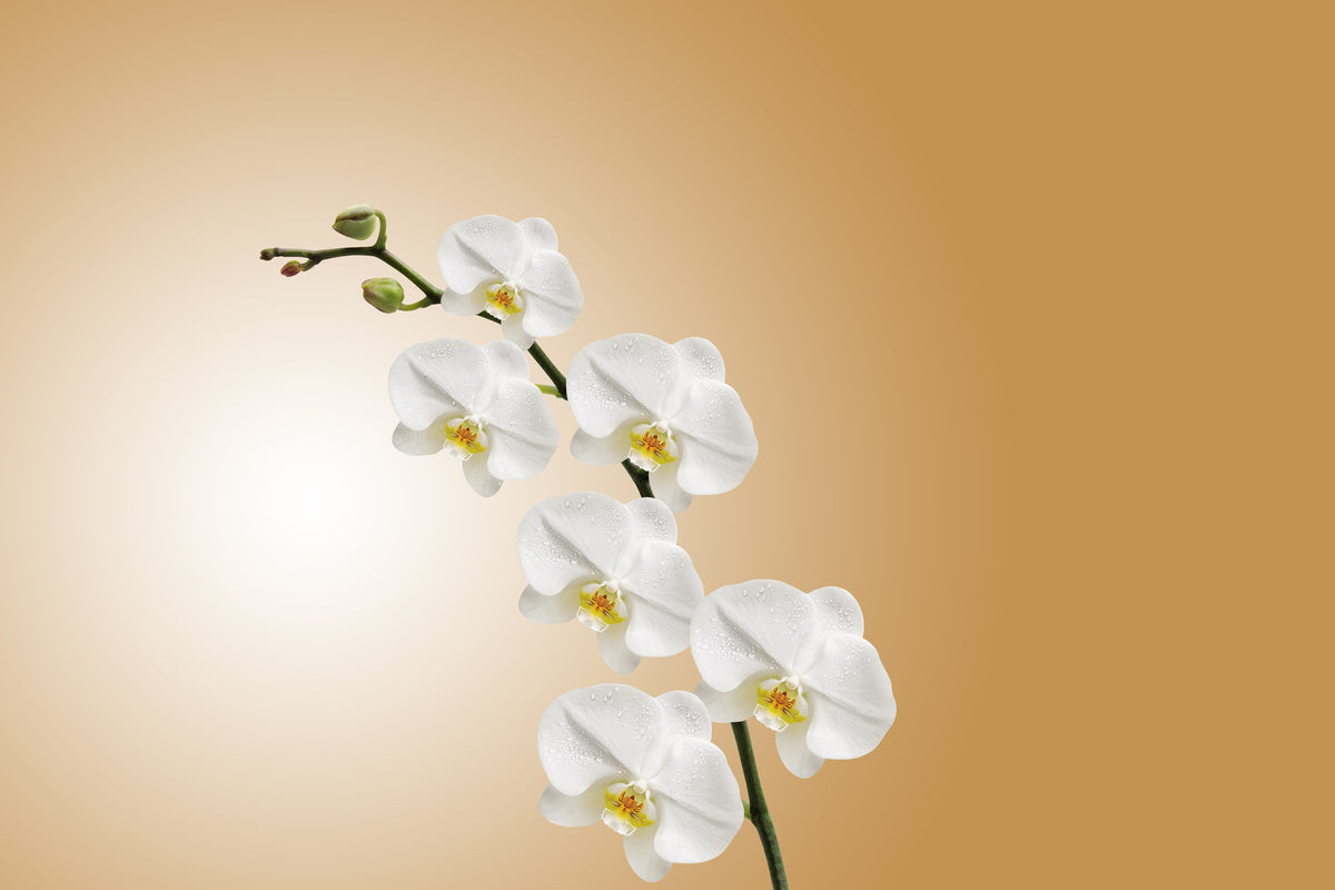 3-piece-canvas-print-white-orchids-xl