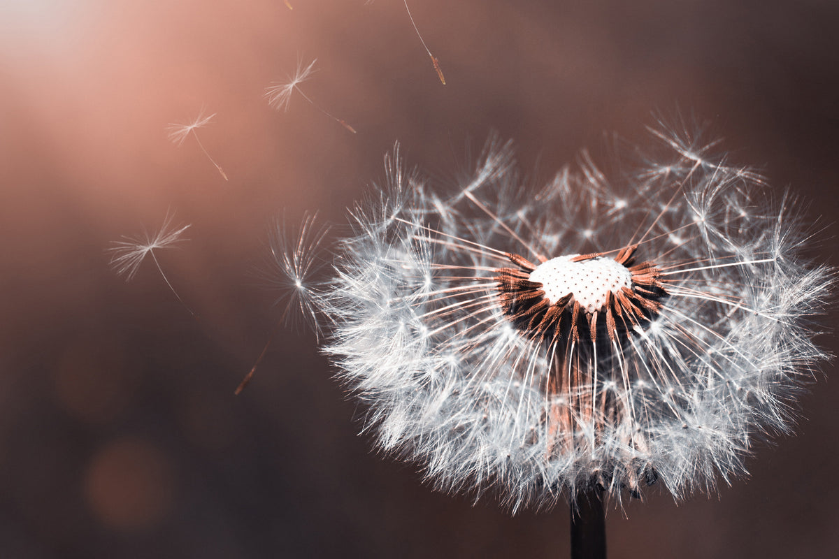 acrylic-print-dandelion-in-the-evening-light