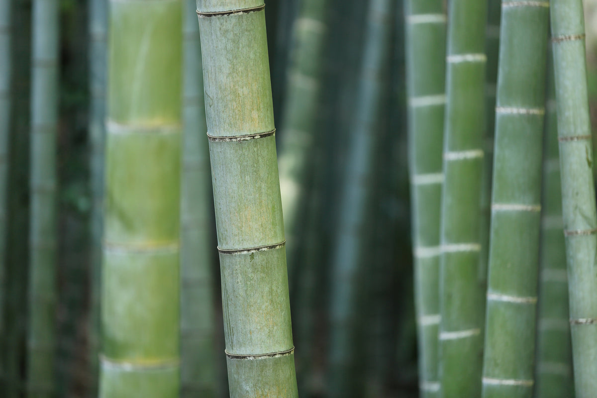framedposter-print-bamboo-in-xxl