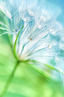 acrylic-print-macro-dandelion