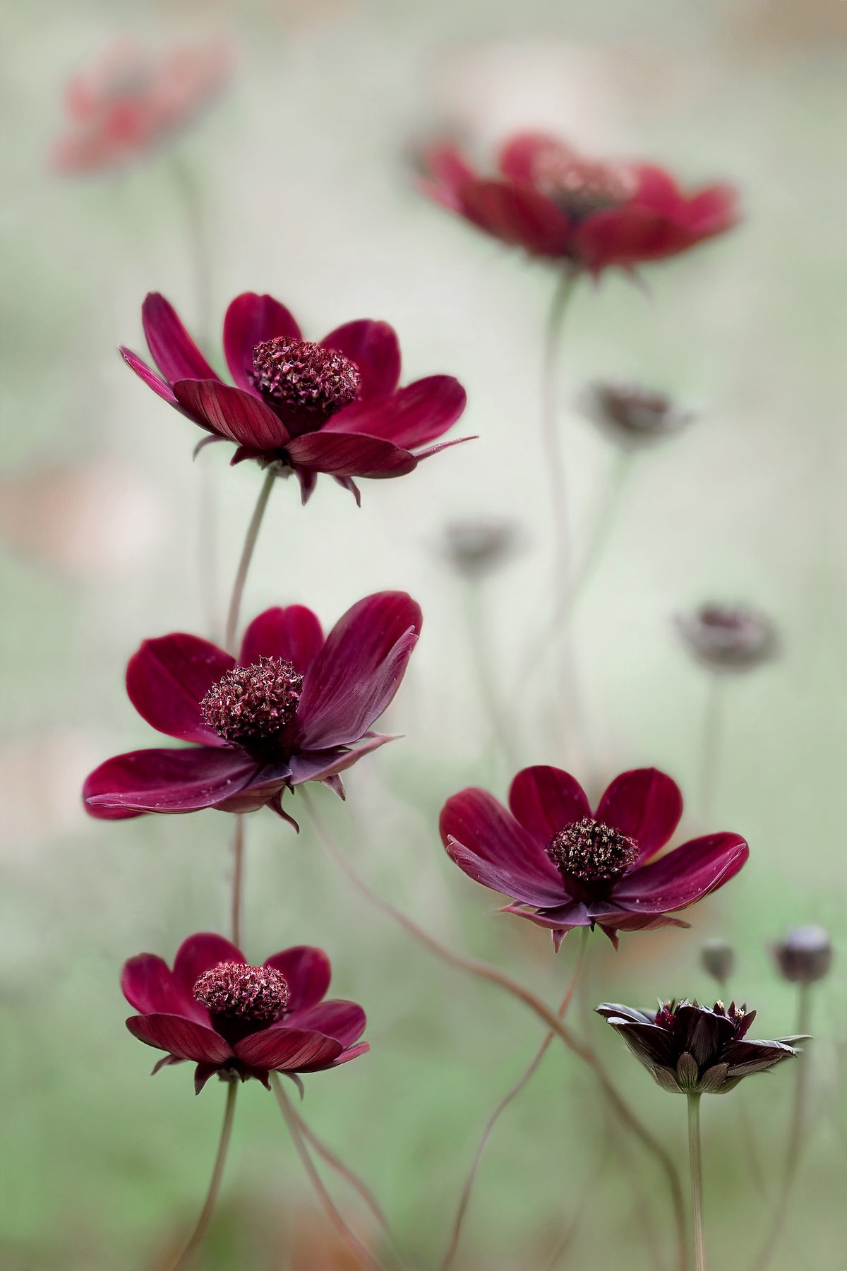 aluminium-print-cosmos-sway-x