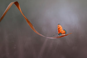 framedposter-print-lonely-x