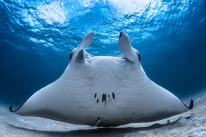 3-piece-canvas-print-take-off-manta-airline