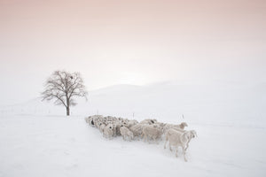 framedposter-print-flock-looking-for-food-x