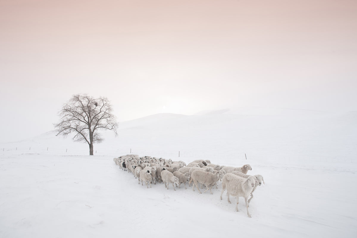 framedposter-print-flock-looking-for-food-x