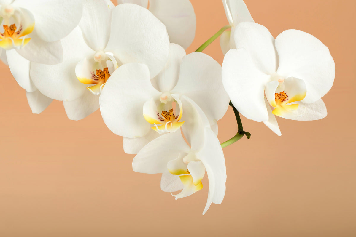 aluminium-print-white-orchid-flowers