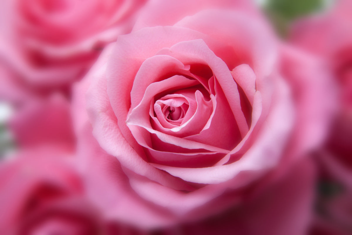 modern-3-piece-acrylic-print-roses-macro