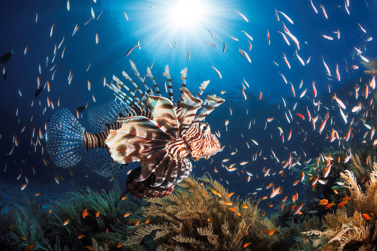 canvas-print-lionfish