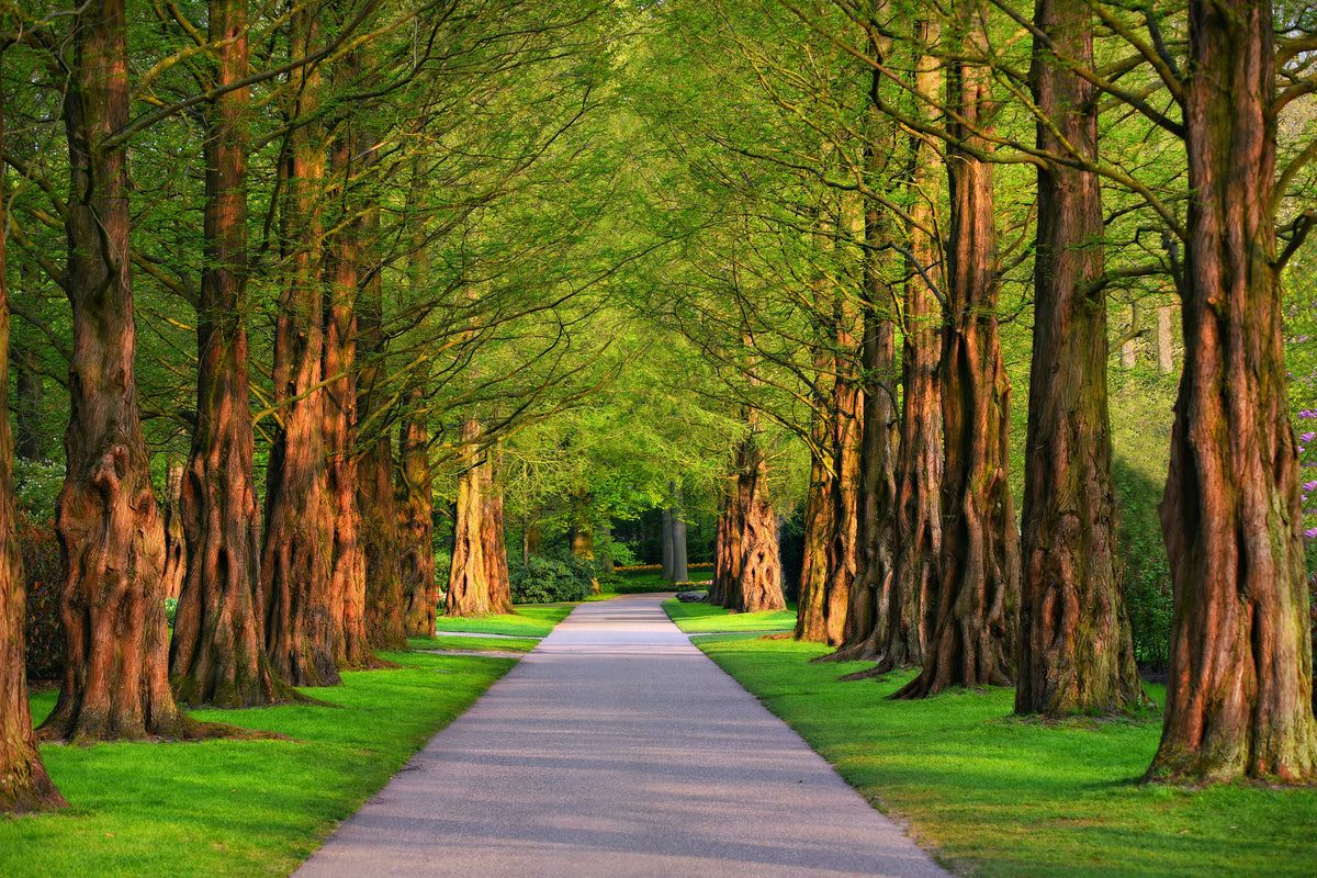framedposter-print-beautiful-avenue-in-nature