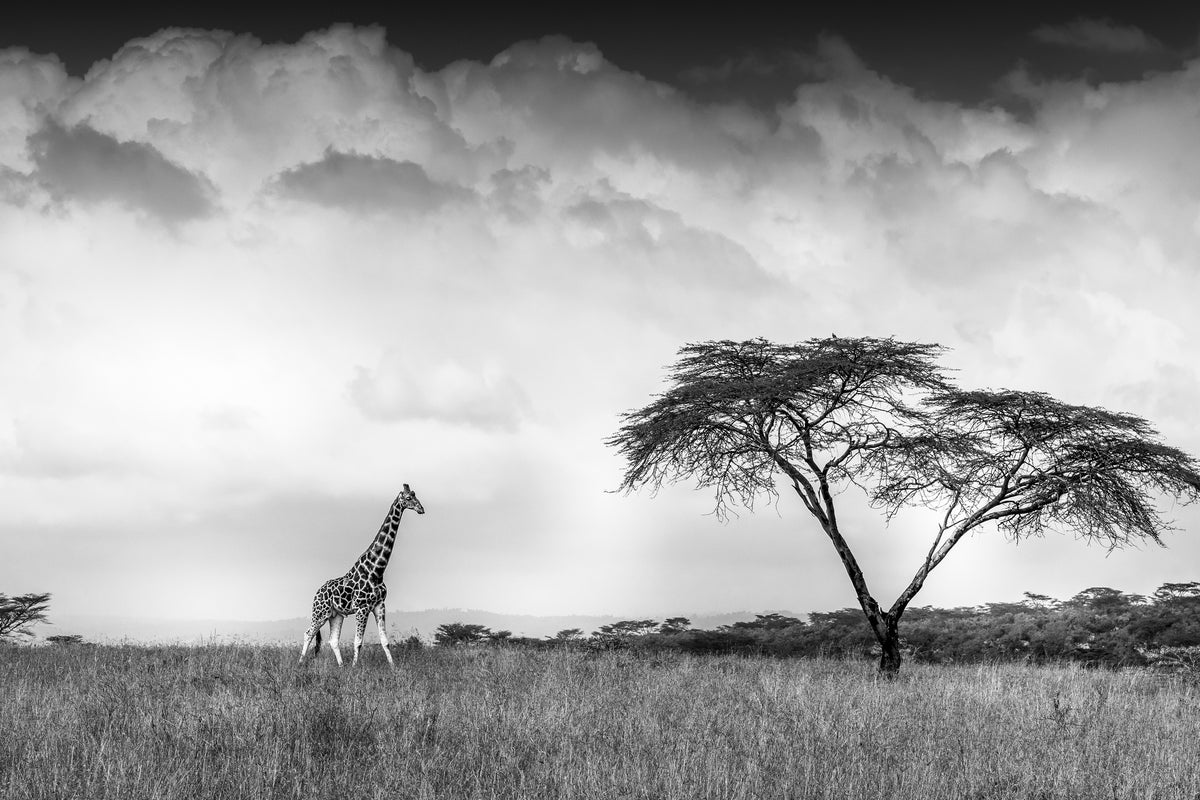 aluminium-print-and-i-dreamed-of-africa-x