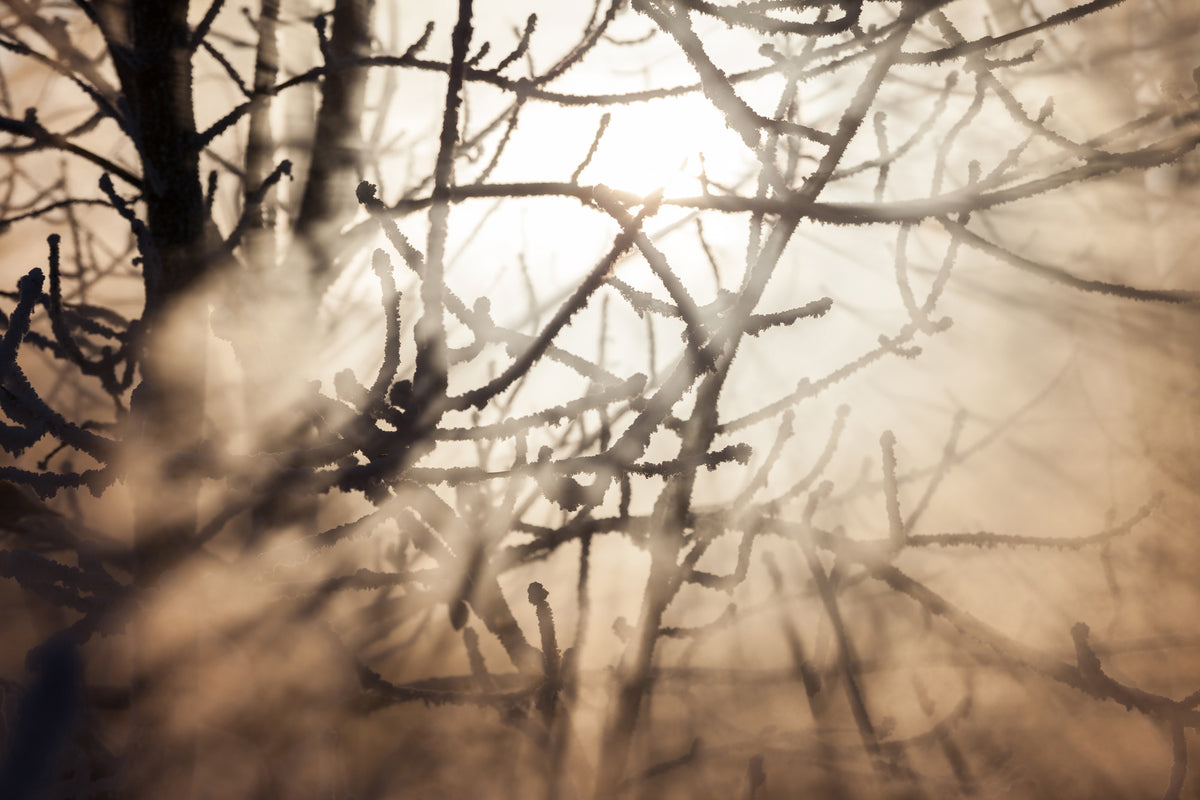 modern-3-piece-aluminium-print-branches-in-fog-light