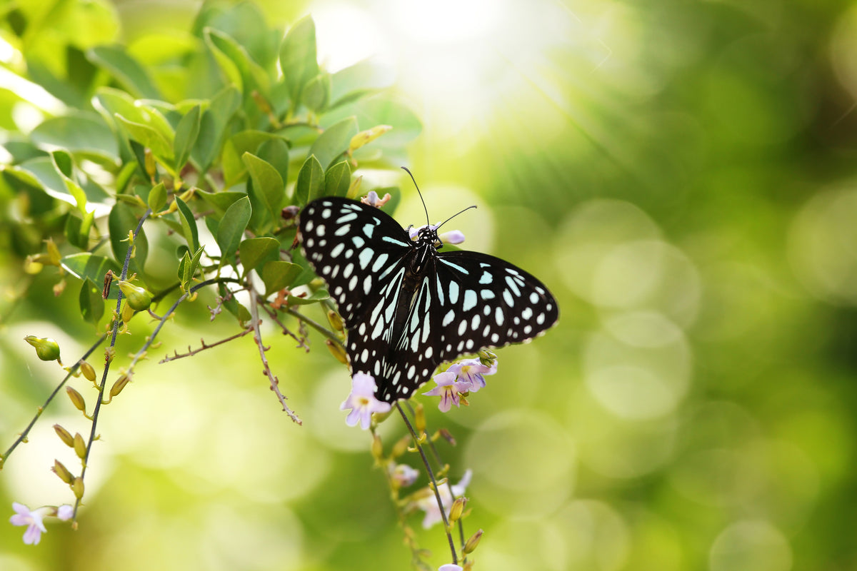 3-piece-acrylic-print-papilio-butterfly-xxl