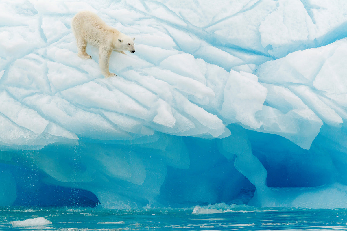 3-piece-acrylic-print-polar-bear