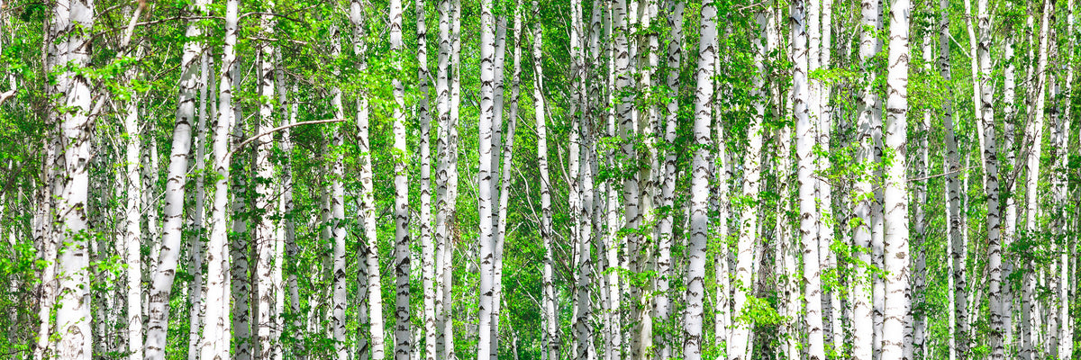 panoramic-acrylic-print-the-birch-forest-panorama