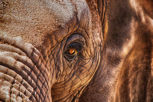 aluminium-print-the-look-of-the-elephant