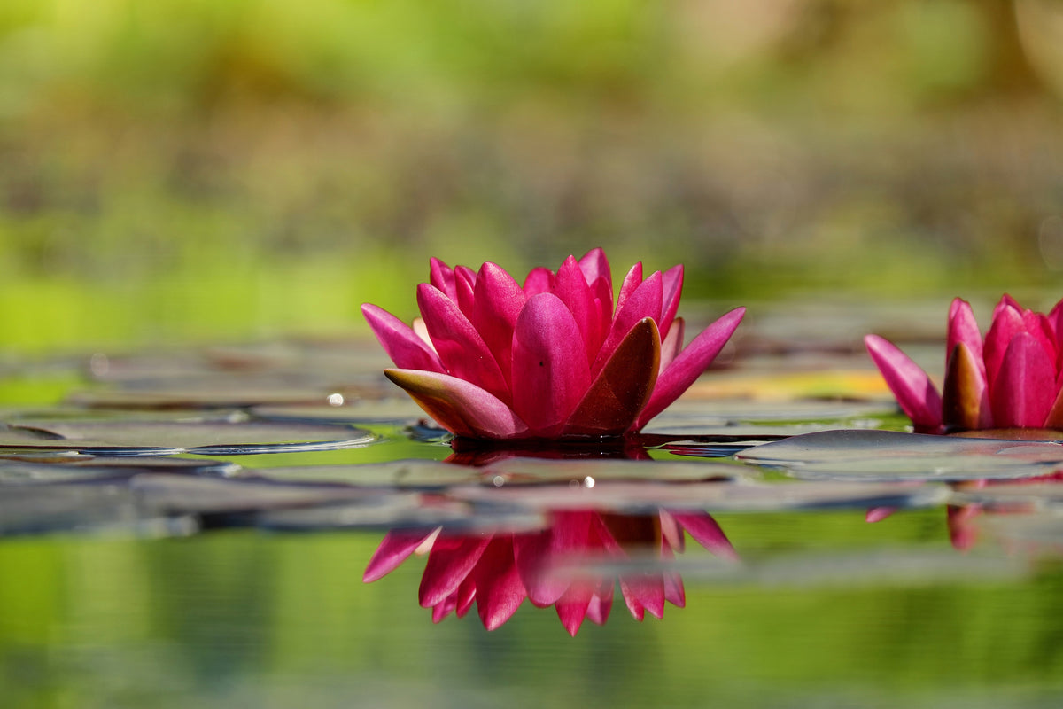 3-piece-acrylic-print-red-water-lily-duo