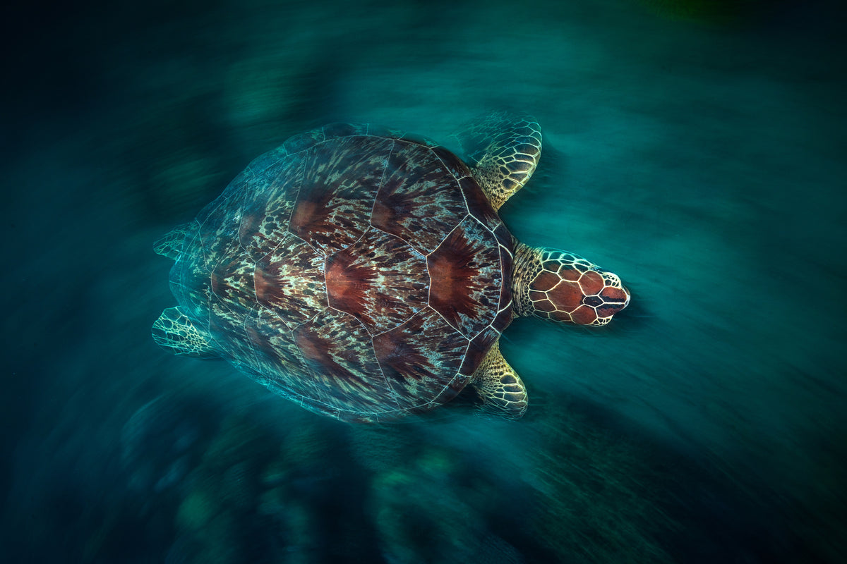 3-piece-acrylic-print-valocity-turtle
