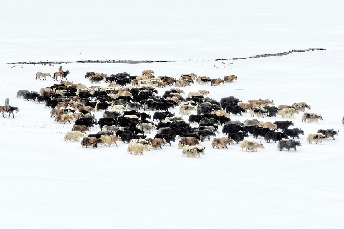 modern-3-piece-canvas-print-yaks-in-snow