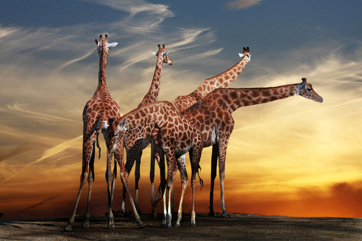 poster-print-girafe-at-sunset