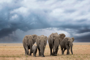 canvas-print-elephant-walk-x