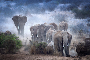 canvas-print-elephants-of-amboseli-x