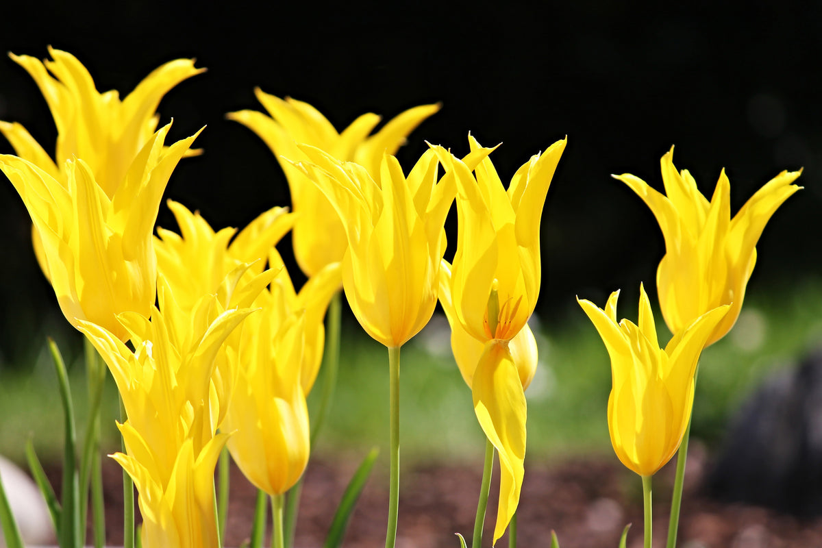 acrylic-print-yellow-tulips-in-the-nature