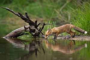 aluminium-print-red-fox-ii