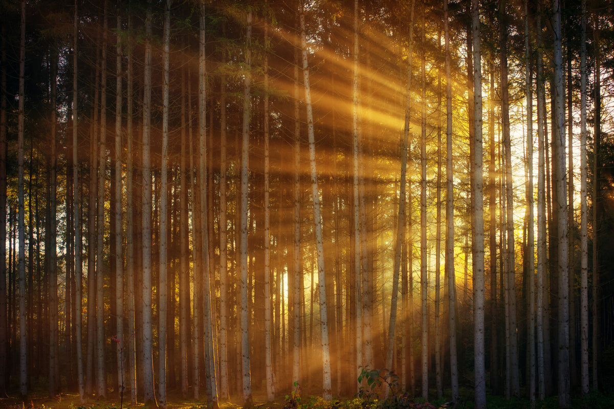 3-piece-acrylic-print-trees-in-sunbeams