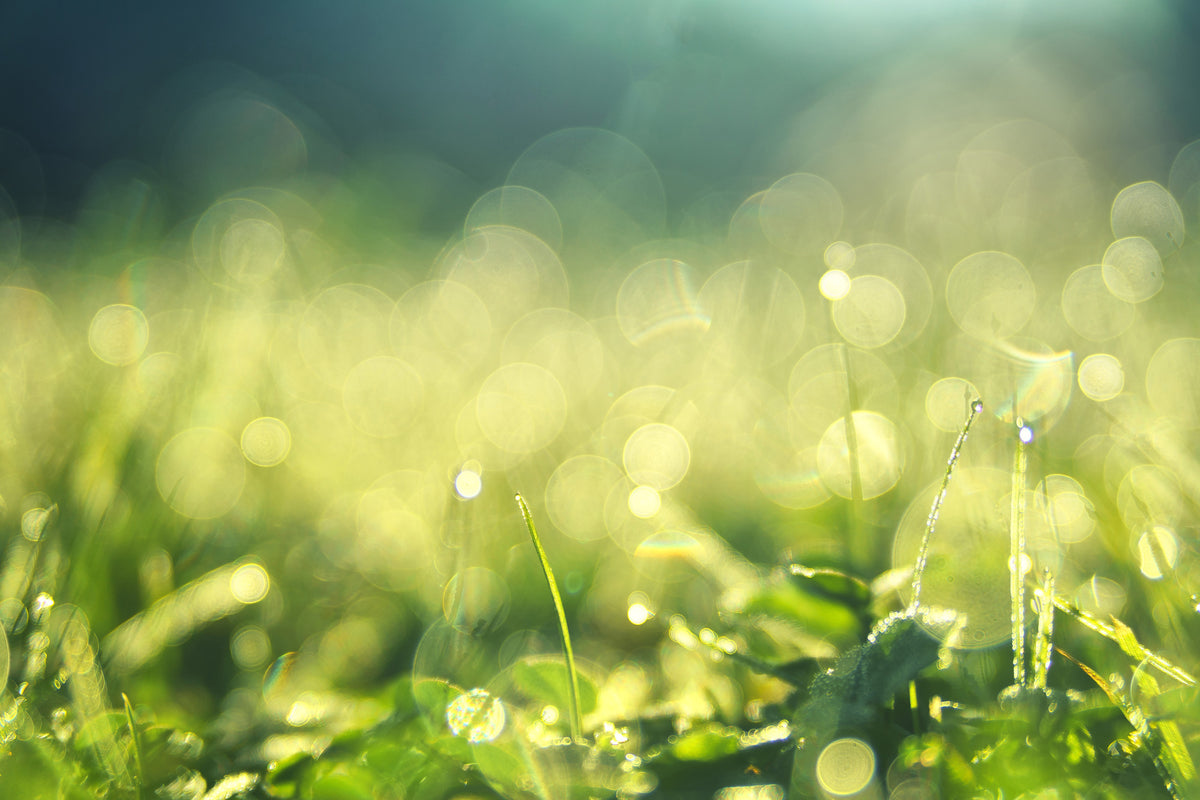 3-piece-acrylic-print-in-the-meadow