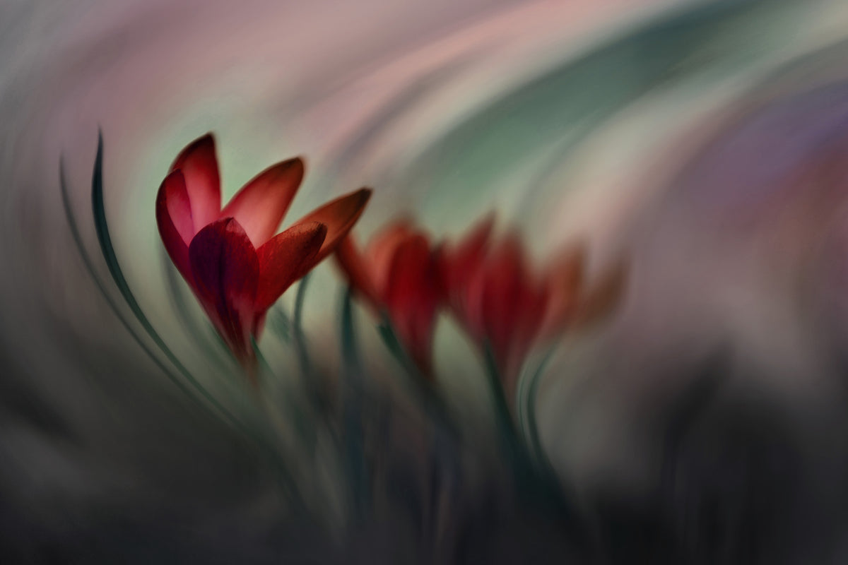 modern-3-piece-acrylic-print-krokus
