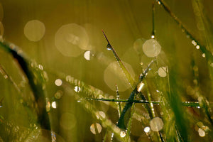 canvas-print-dew-in-the-morning