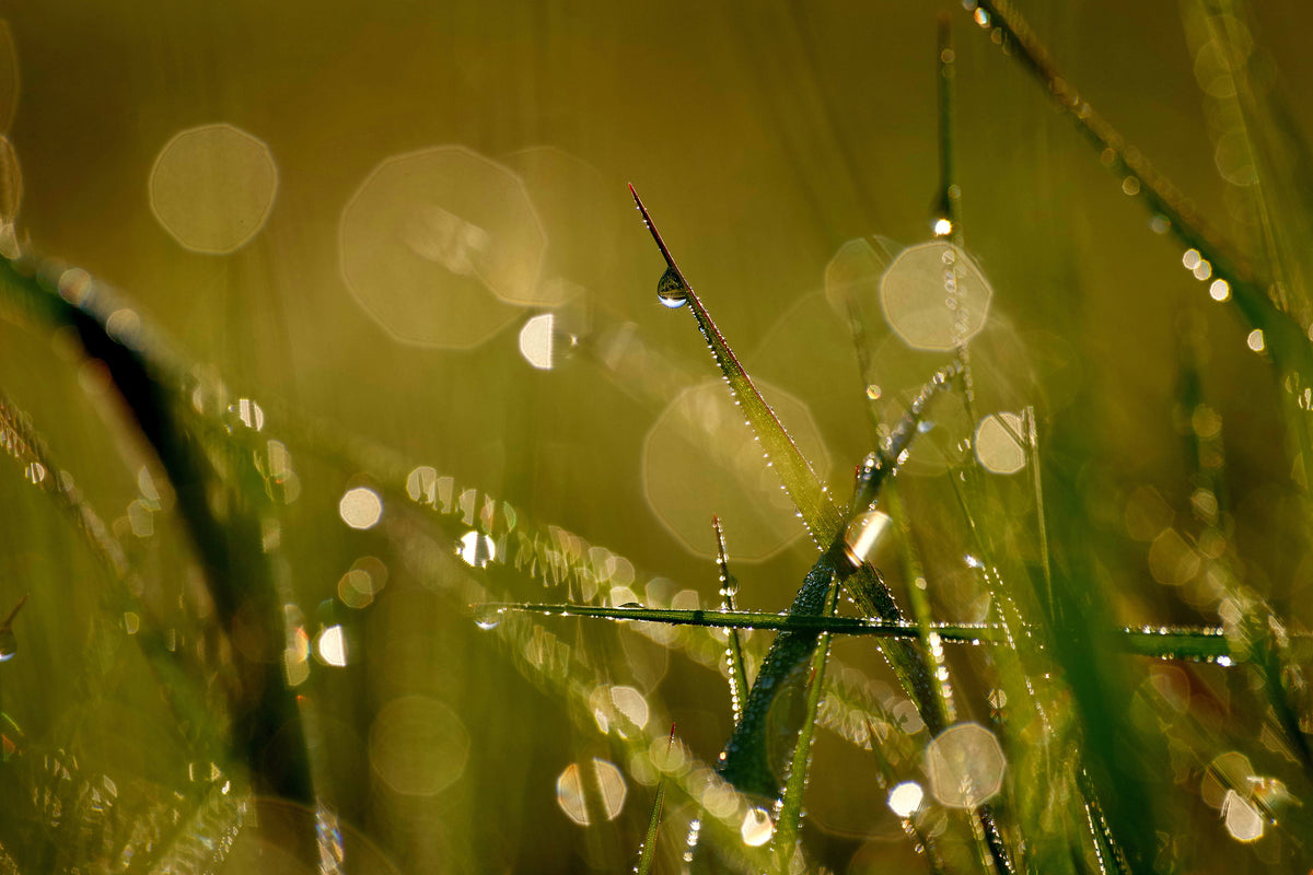 canvas-print-dew-in-the-morning