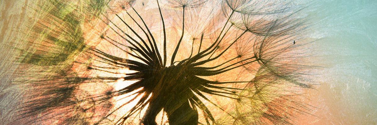 panoramic-3-piece-canvas-print-xxl-dandelion-panorama