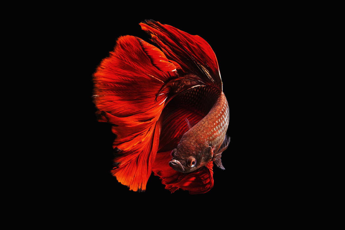 3-piece-acrylic-print-the-red
