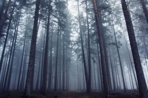poster-print-mysterious-foggy-forest-x