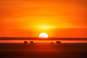 poster-print-africa-impression-x